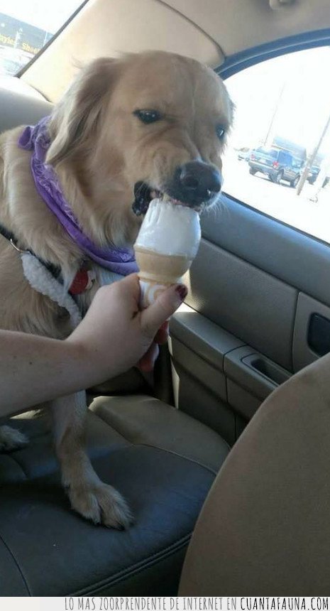 perro,helado