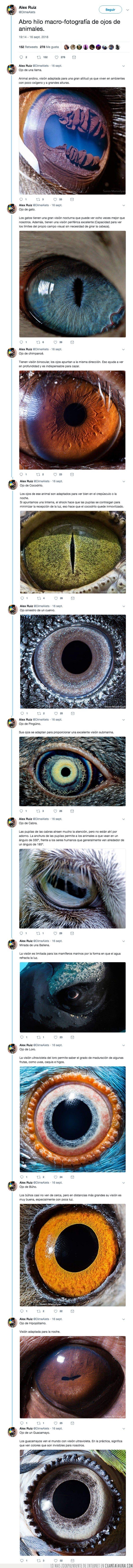 ojos,animales