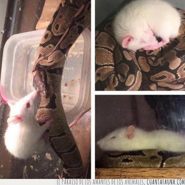 serpiente,raton