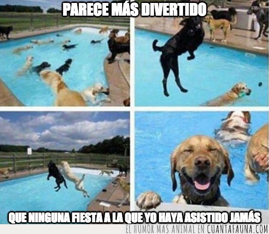 PERRO,POOLPARTY