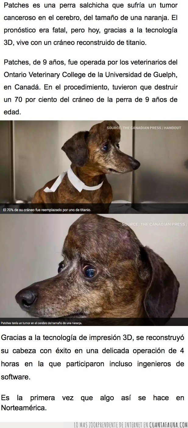 perro,tumor,3d,cancer