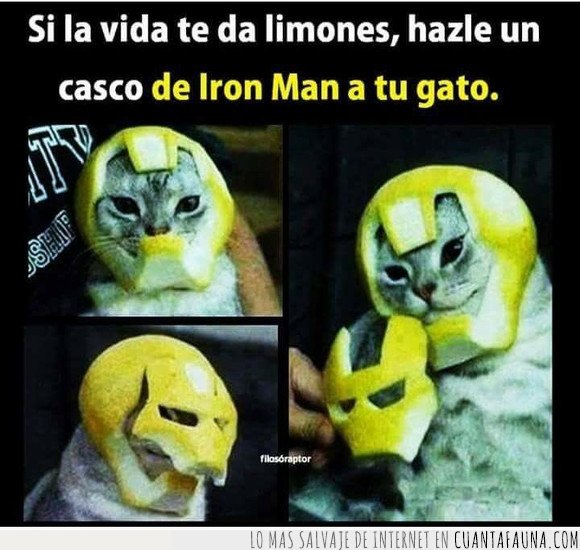 casco,gato,iron man,limones