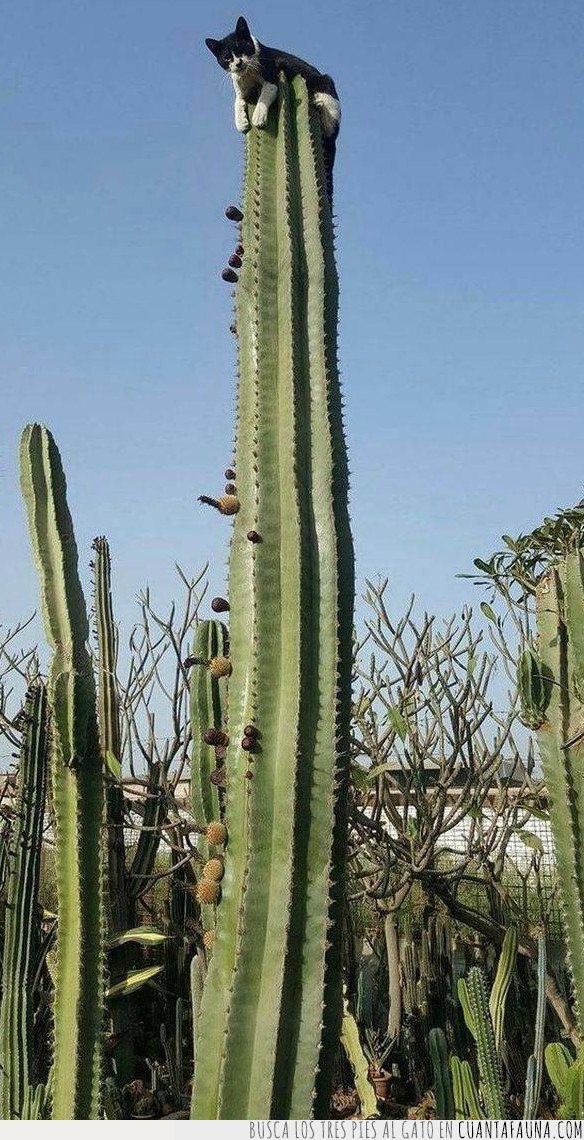 gato,cactus