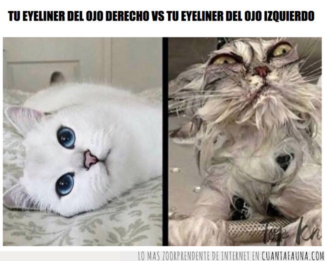 gato,eyeliner,meme