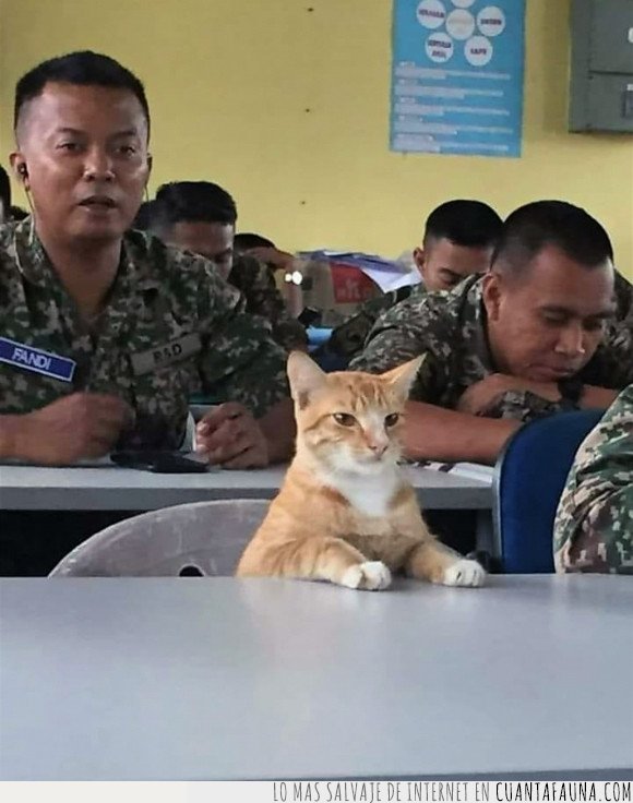 ejército,gatos,militares