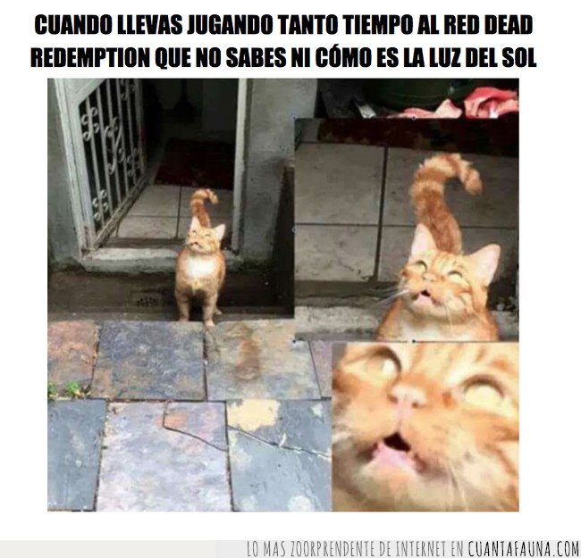 gato,meme,red dead redemption