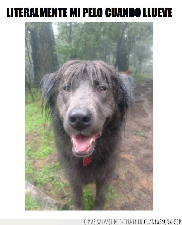 perro,lluevia