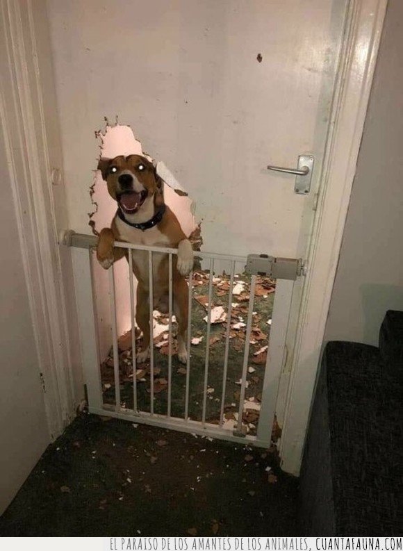 perro,puerta,wtf