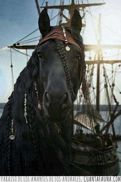 caballo,johnny depp,piratas del caribe