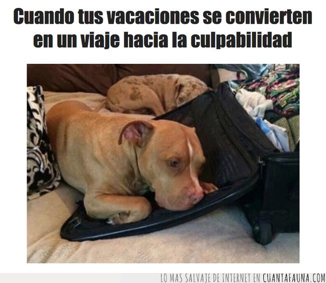 perro,viaje,maletae