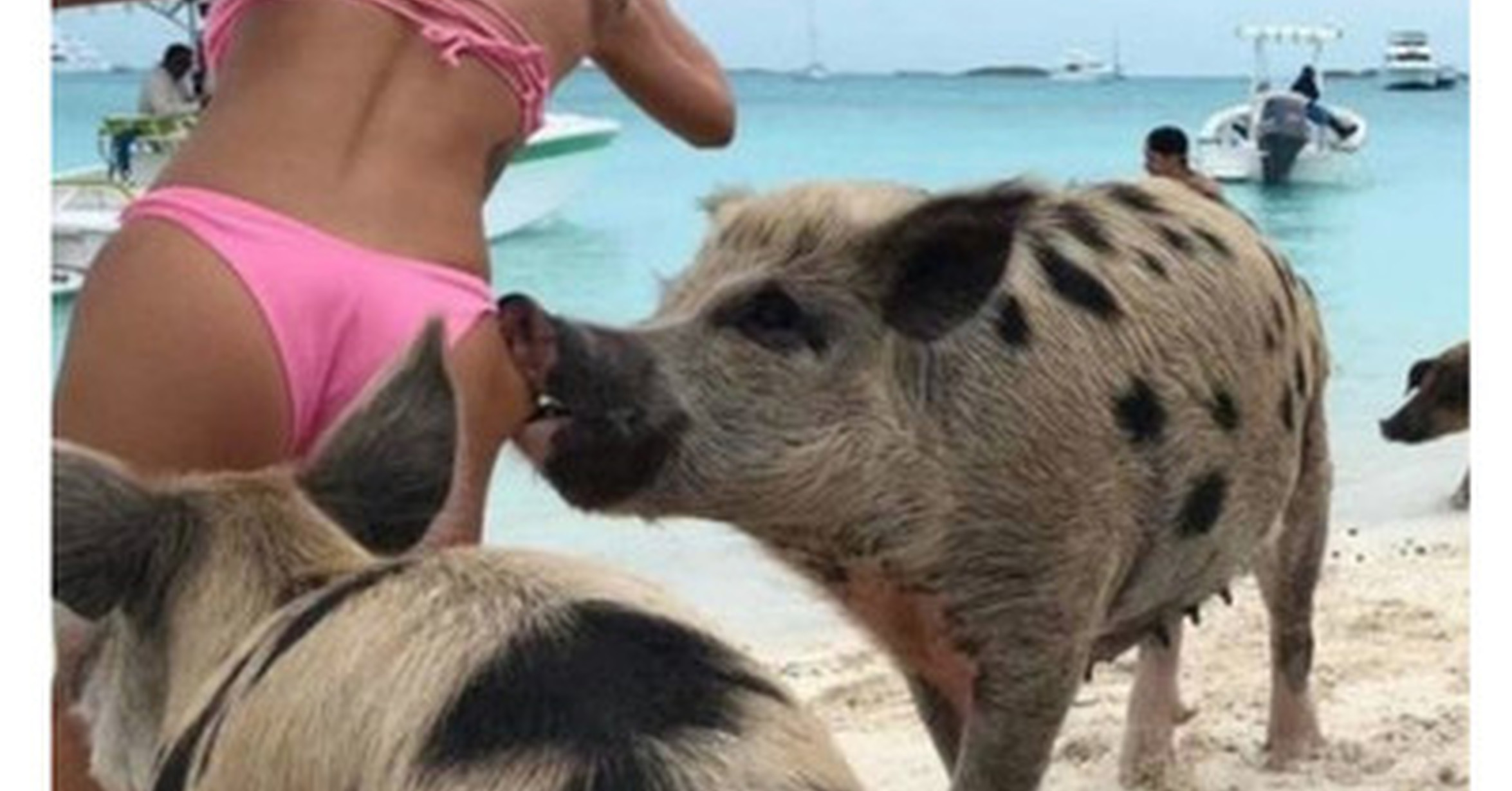 Новинки смешных видео. Собака на пляже. Ютуб приколы. Укус свиньи на Багамах. Ченибуть интересное.