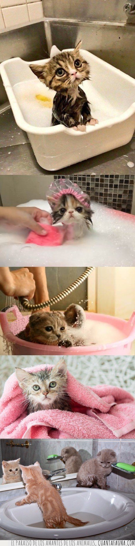 baño,gato