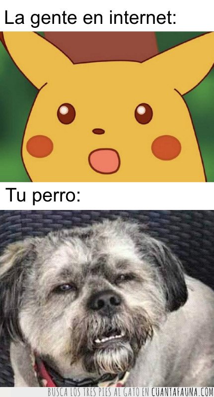 perro,meme,pikachu
