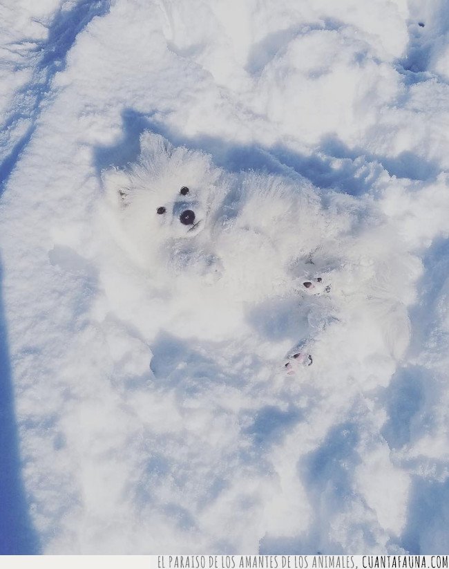 perro,nieve