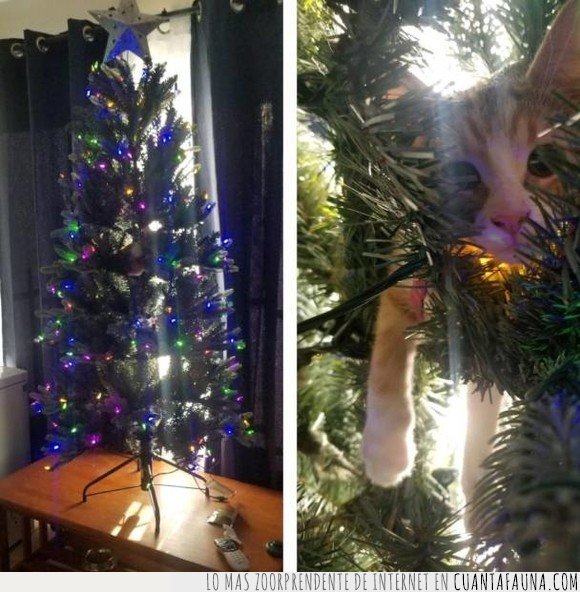 árbol de navidad,camuflado,gatos