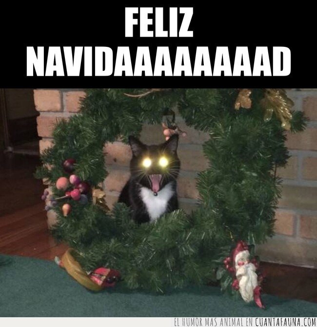 feliz navidad,gato