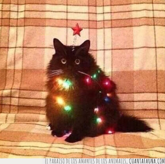 árbol de navidad,convertirse,destruir,gato,navidad