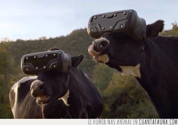 realidad virtual,vacas,wtf