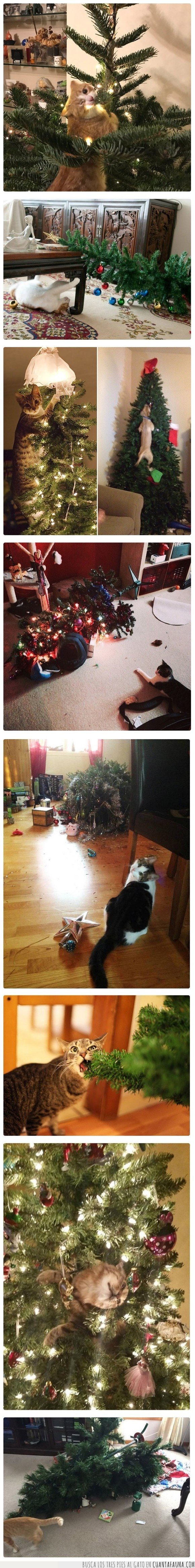 árboles de navidad,gatos,navidad