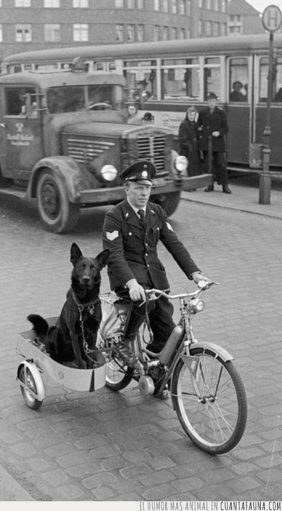 bicicleta,hamburgo,perro,policía,retro,sidecar