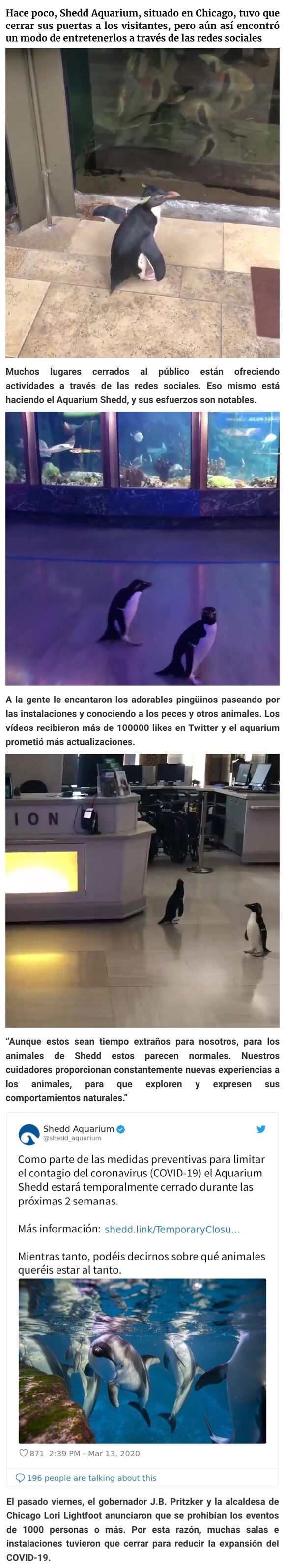 6244 - Tras cerrar sus puertas, este acuario saca a sus pingüinos de paseo por las instalaciones