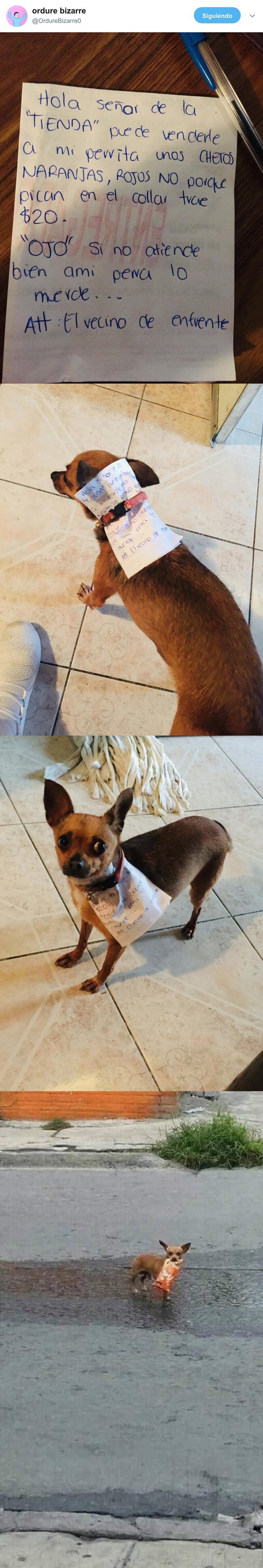 6557 - Este chico confinado manda a su perro a por cheetos y el final de la historia no está nada mal