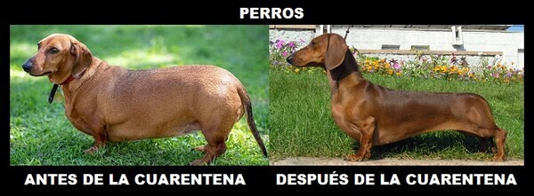 6636 - Los perros, los únicos que ganarán en salud después de la cuarentena...