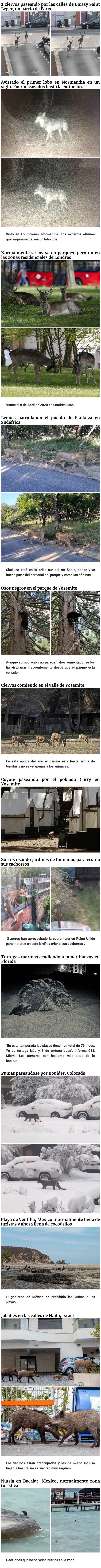 13601 - Con los humanos en cuarentena, los animales se pasean por las ciudades