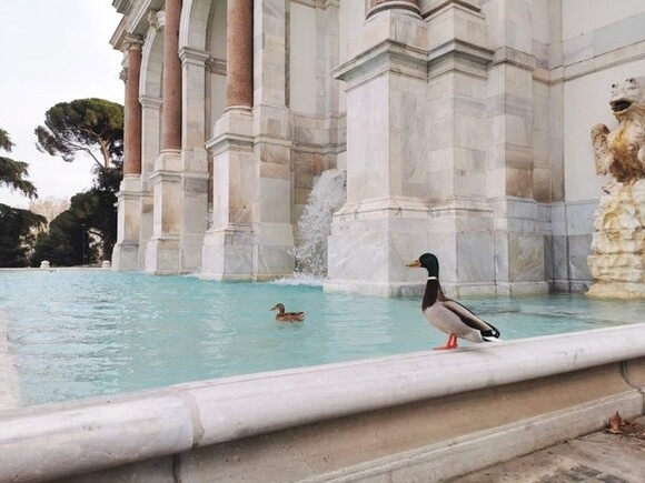9428 - Los animales y la naturaleza han recuperado Roma