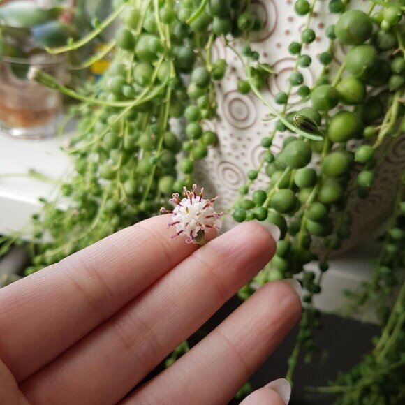 21533 - Qué mal rollito de flor, la verdad