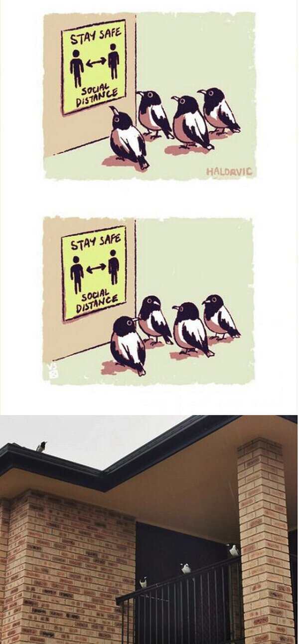 24753 - Las aves ya han aprendido la lección