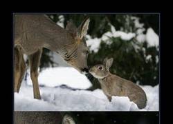 Enlace a BAMBI Y TAMBOR