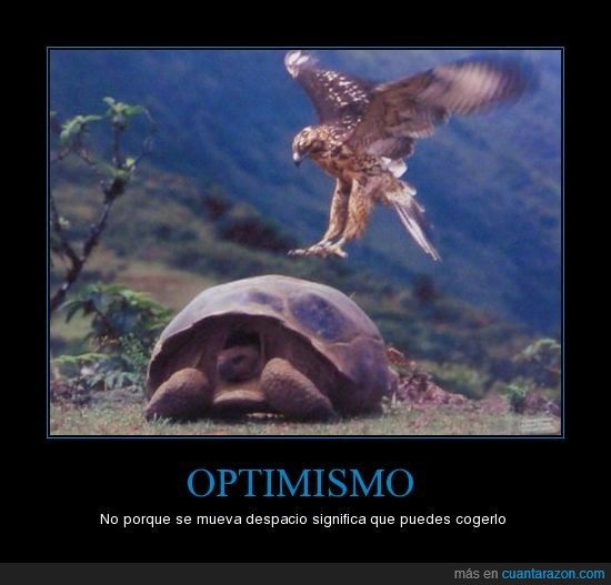 tortuga,optimismo,animales,águila