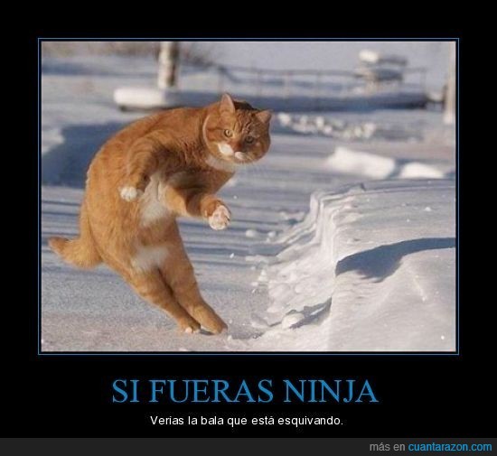 bala,esquivar,gato,nieve,ninja