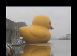 Enlace a PATITOS DE GOMA