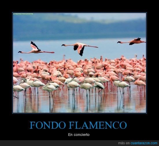 realidad,flamenco,fondo,concierto