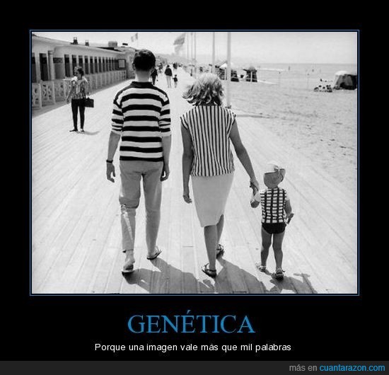 rayas,genética,cuadros