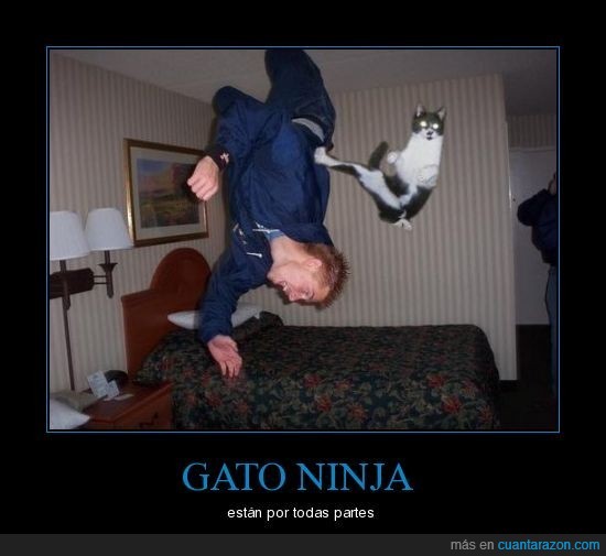 gato,ninja