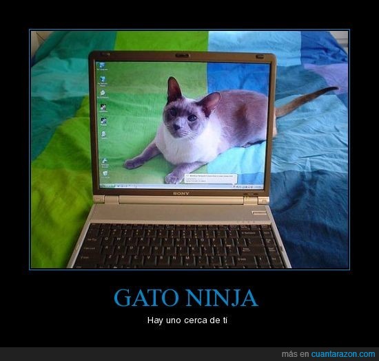 cerca,gato,ninja