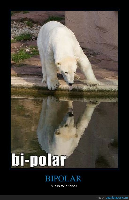 polar,oso,bipolar