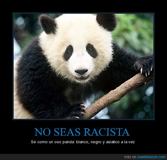 racismo,panda,oso,negro,blanco,asiático
