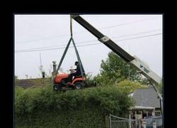 Enlace a JARDINERO