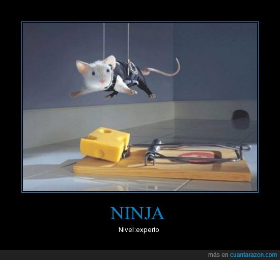 raton,queso,ninja,experto