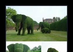 Enlace a JARDINERO