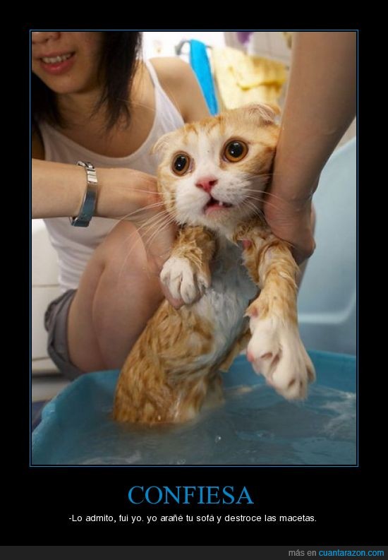 gato,baño