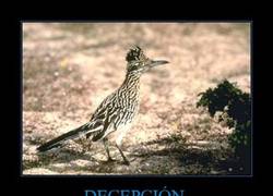 Enlace a DECEPCIÓN