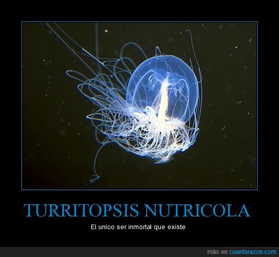 Turritopsis nutricola,inmortal
