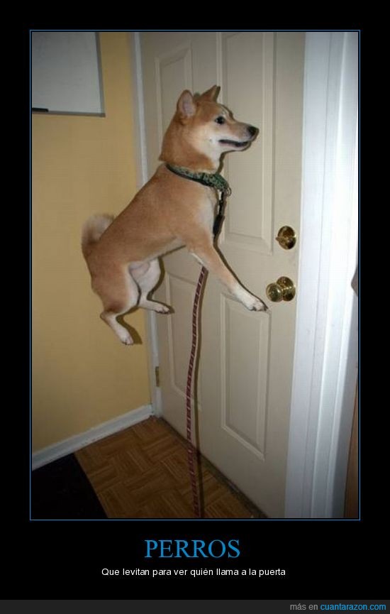 puerta,perro,levitacion