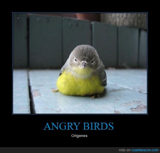 angry birds,pajaro