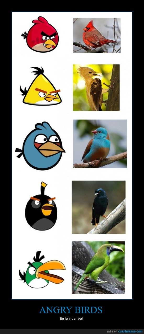 angry birds,juego,pajaro,real